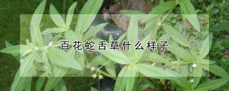 百花蛇舌草什么样子