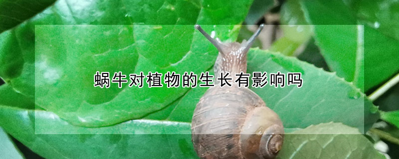 蜗牛对植物的生长有影响吗