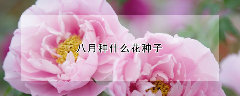 八月种什么花种子