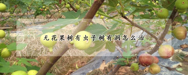 无花果树有虫子树有洞怎么治