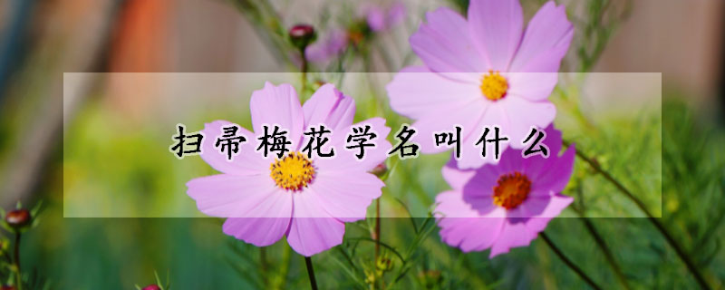 扫帚梅花学名叫什么