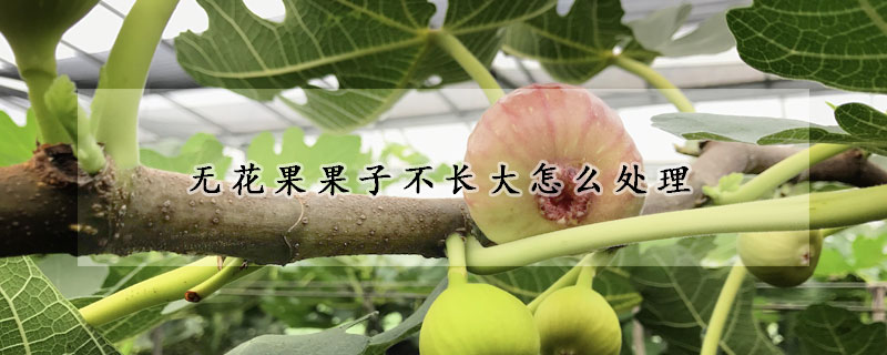 无花果果子不长大怎么处理