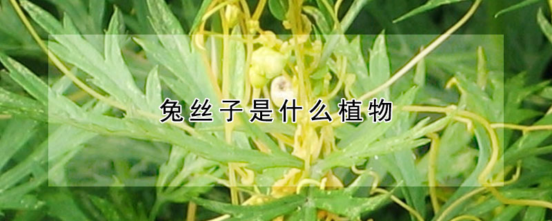 兔丝子是什么植物