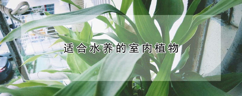 适合水养的室内植物