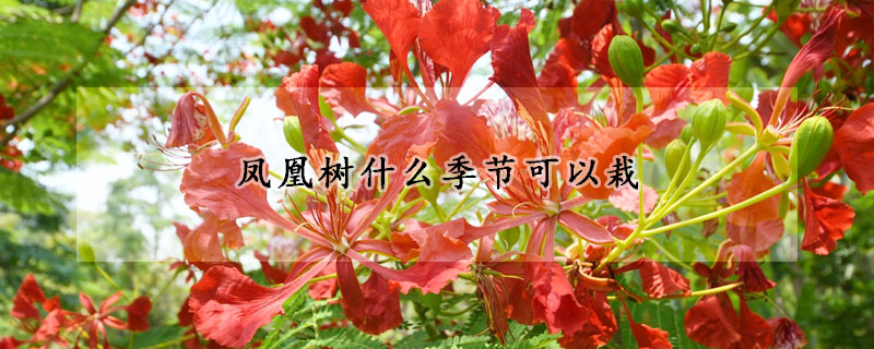 凤凰树什么季节可以栽