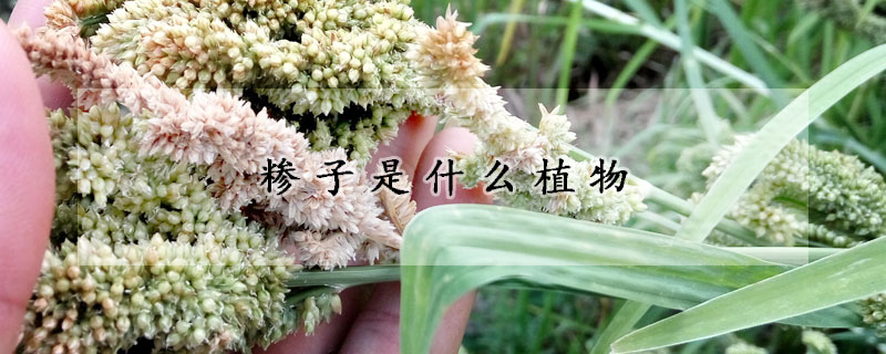 糁子是什么植物