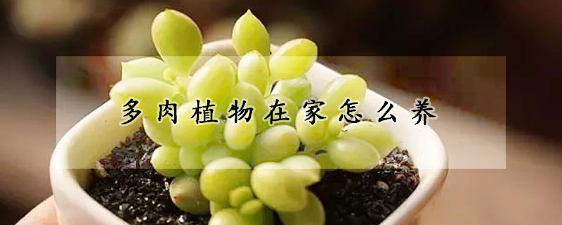 多肉植物在家怎么养