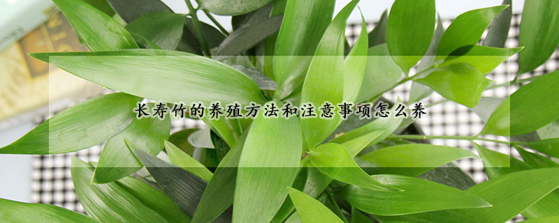 长寿竹的养殖方法和注意事项怎么养