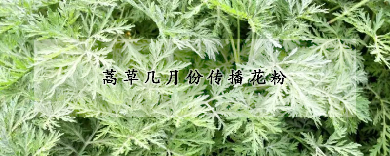 蒿草几月份传播花粉