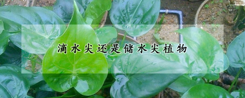 滴水尖还是储水尖植物