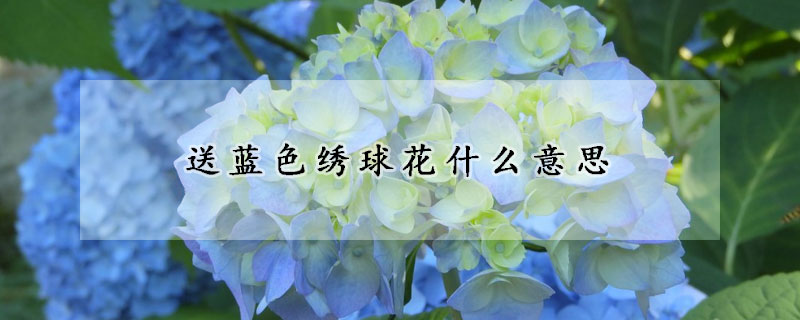 送蓝色绣球花什么意思