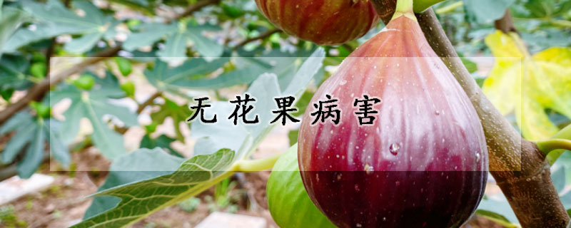 无花果病害