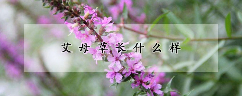 艾母草长什么样