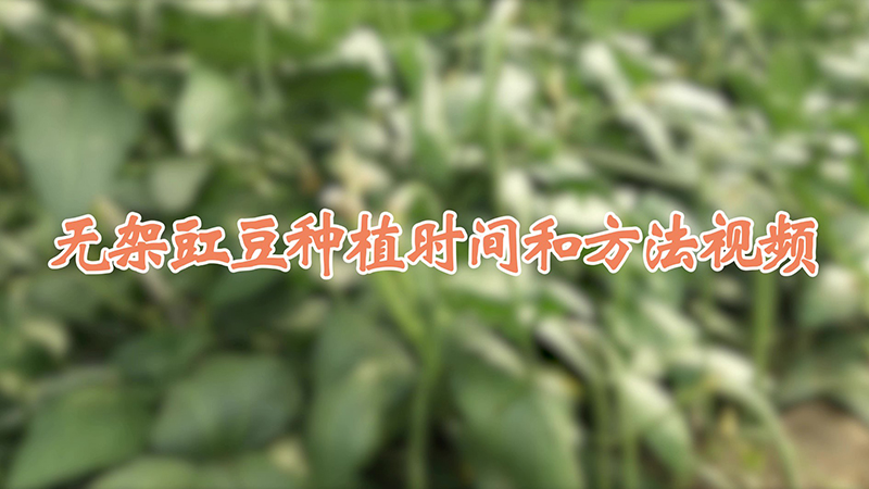 无架豇豆种植时间和方法视频