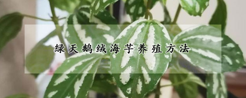 绿天鹅绒海芋养殖方法