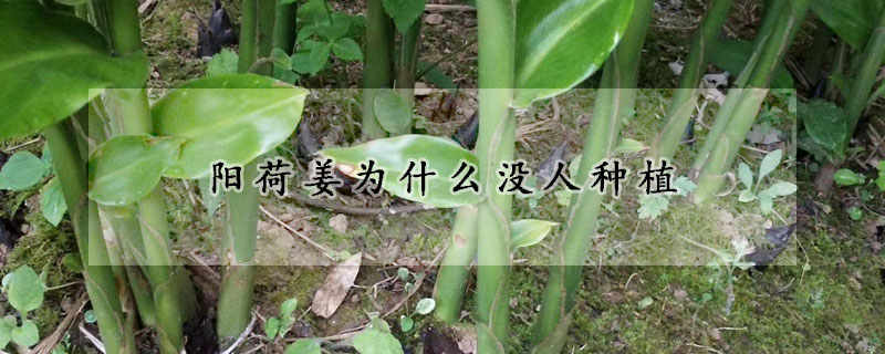 阳荷姜为什么没人种植