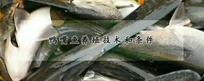 鸭嘴鱼养殖技术和条件