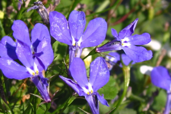 花的种类大全 常见鲜花种类