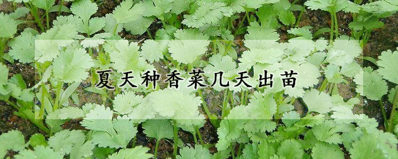 夏天种香菜几天出苗