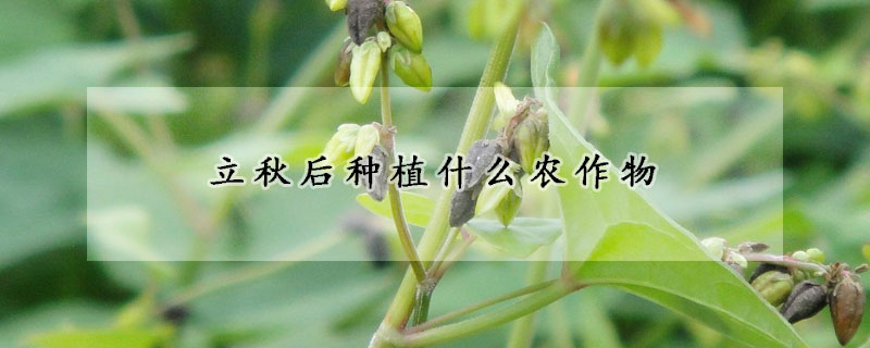 立秋后种植什么农作物