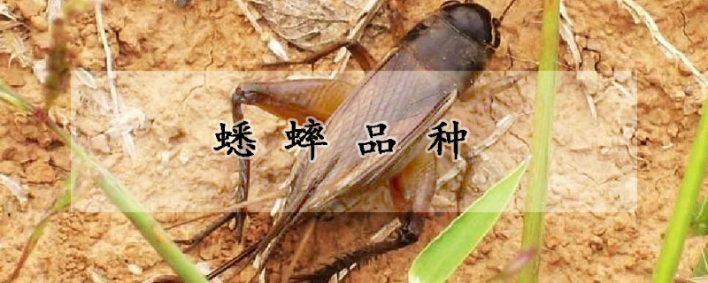 蟋蟀品种