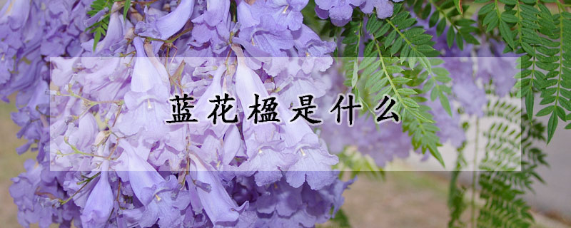 蓝花楹是什么