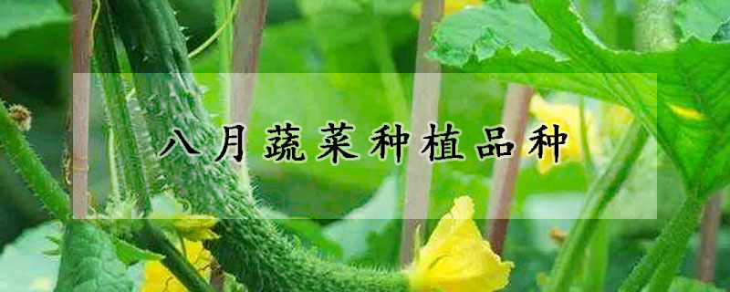 八月蔬菜种植品种