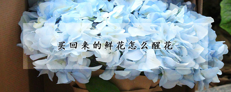 买回来的鲜花怎么醒花