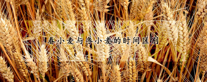 春小麦与冬小麦的时间区别