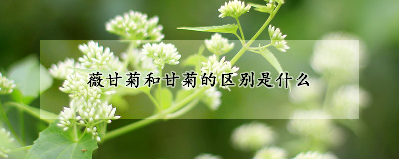 薇甘菊和甘菊的区别是什么