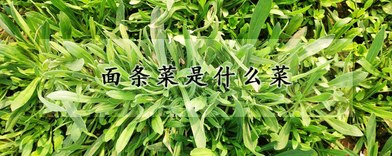 面条菜是什么菜