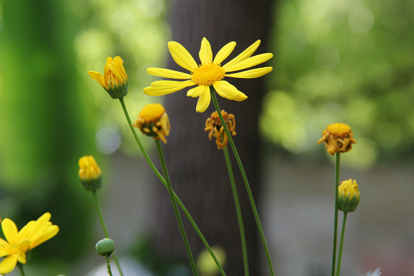 黄色雏菊花语是什么