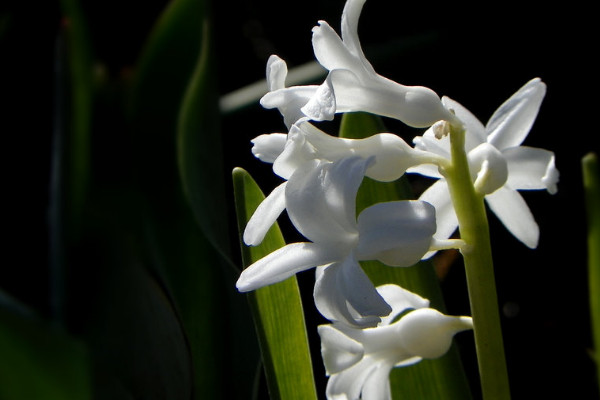 白色风信子花语