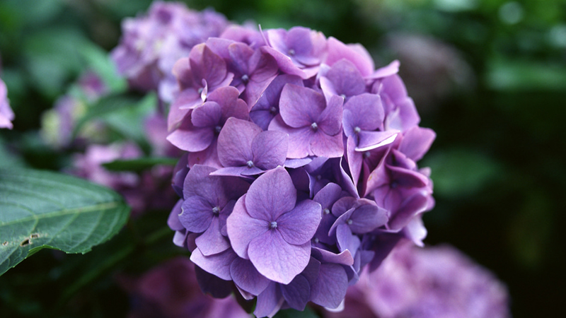 不同颜色的绣球花花语