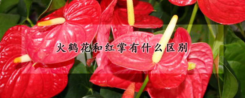 火鹤花和红掌有什么区别