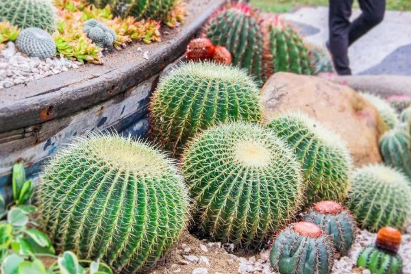 最好养的室内盆栽植物 室内好养的盆栽植物有哪些