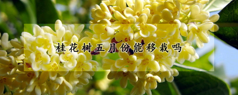 桂花树五月份能移栽吗