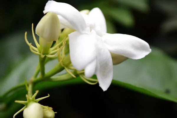 茉莉花花语和寓意是什么