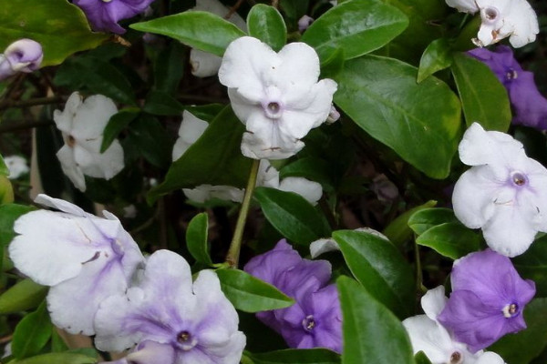 茉莉花花语和寓意是什么