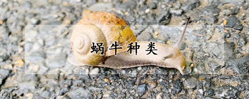 蜗牛种类