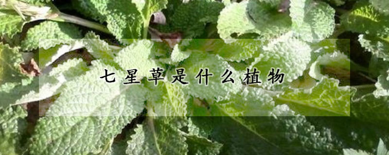 七星草是什么植物