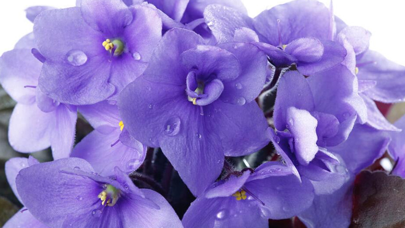 紫罗兰的花语和寓意图片