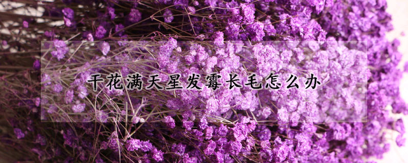 干花满天星发霉长毛怎么办