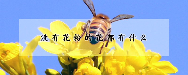 没有花粉的花都有什么