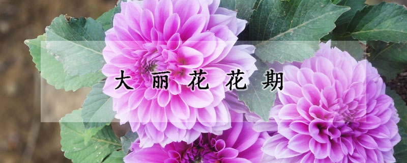 大丽花花期