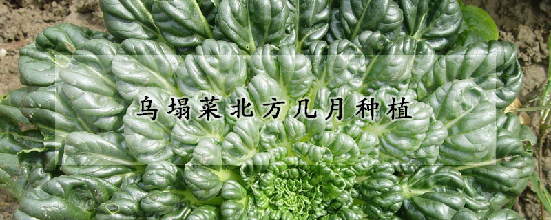 乌塌菜北方几月种植