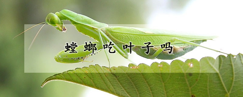 螳螂吃叶子吗
