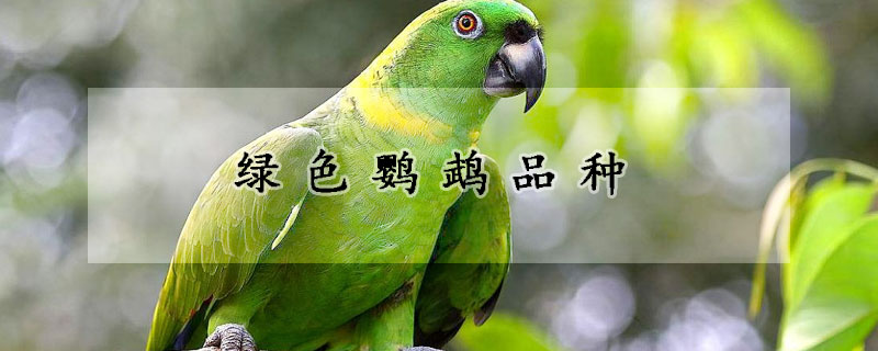 绿色鹦鹉品种
