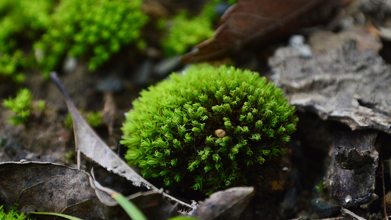 苔藓是什么植物