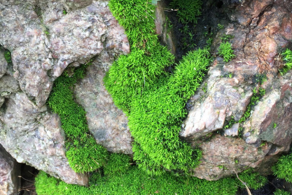 苔藓是什么植物